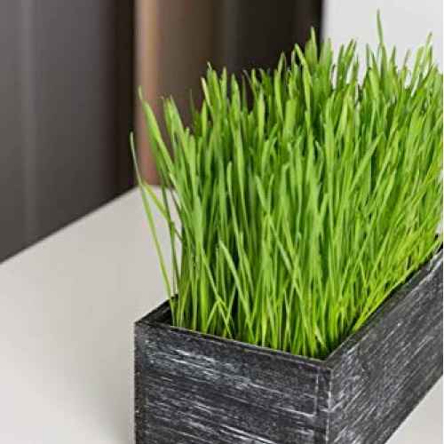 The Cat Ladies Cat Grass Kit Organic Complete with Rustic Wood P...
