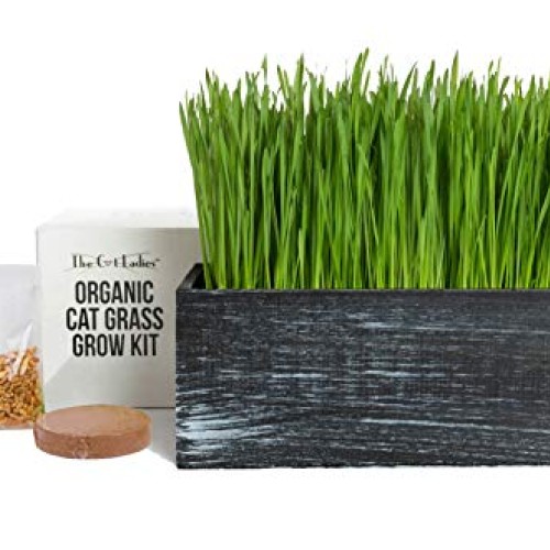 The Cat Ladies Cat Grass Kit Organic Complete with Rustic Wood P...