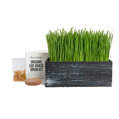 The Cat Ladies Cat Grass Kit Organic Complete with Rustic Wood P...