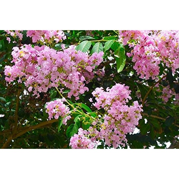 BASHAMS Party Pink Standard Crape Myrtle, Pack of 5, Fastest Grow...