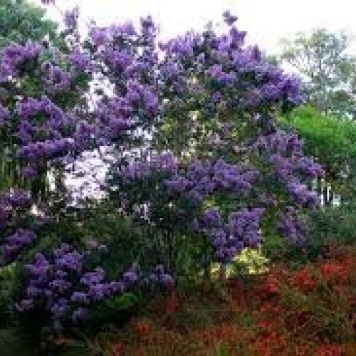 Dwarf Crape Myrtle Assortment, Pack of 5, White, Pink, Watermelon ...