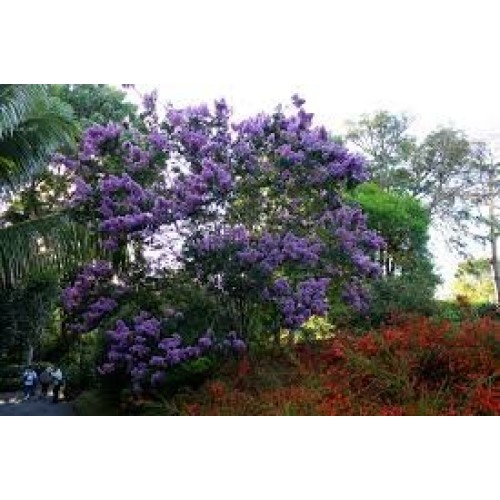 Dwarf Crape Myrtle Assortment, Pack of 5, White, Pink, Watermelon ...