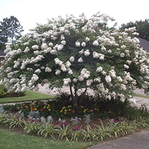 Dwarf Crape Myrtle Assortment, Pack of 5, White, Pink, Watermelon ...