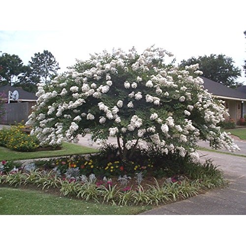 Dwarf Crape Myrtle Assortment, Pack of 5, White, Pink, Watermelon ...