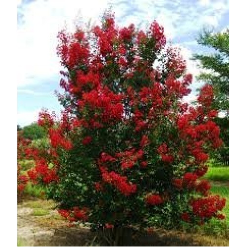 Dwarf Crape Myrtle Assortment, Pack of 5, White, Pink, Watermelon ...