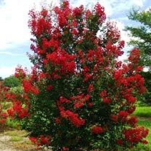 Dwarf Crape Myrtle Assortment, Pack of 5, White, Pink, Watermelon ...