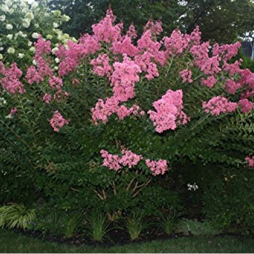 Dwarf Crape Myrtle Assortment, Pack of 5, White, Pink, Watermelon ...
