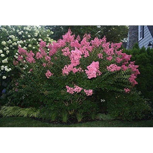 Dwarf Crape Myrtle Assortment, Pack of 5, White, Pink, Watermelon ...
