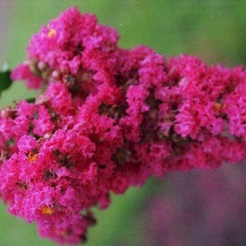 Large HOT Pink Crape Myrtle, 2-4ft Tall When Shipped, Matures 8ft,...