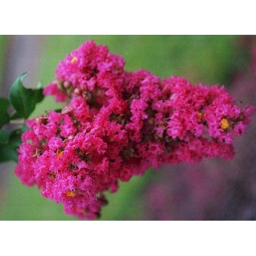 Large HOT Pink Crape Myrtle, 2-4ft Tall When Shipped, Matures 8ft,...