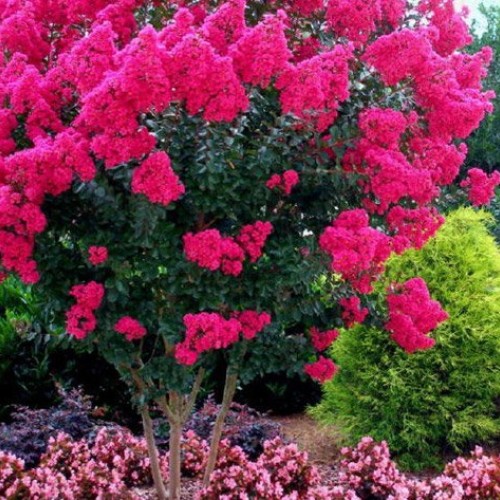 Large HOT Pink Crape Myrtle, 2-4ft Tall When Shipped, Matures 8ft,...