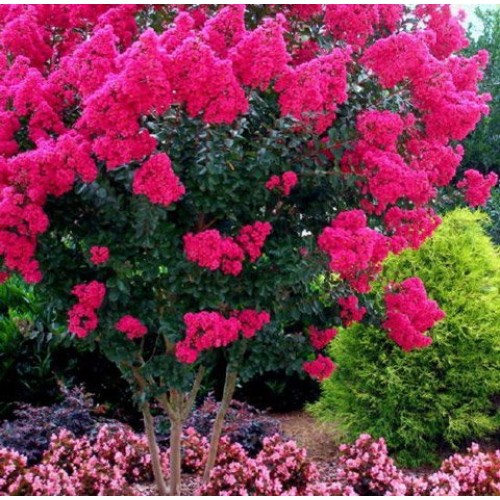 Large HOT Pink Crape Myrtle, 2-4ft Tall When Shipped, Matures 8ft,...