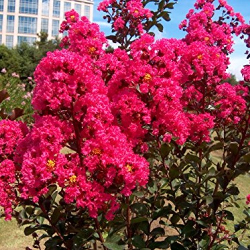 Large HOT Pink Crape Myrtle, 2-4ft Tall When Shipped, Matures 8ft,...