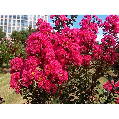 Large HOT Pink Crape Myrtle, 2-4ft Tall When Shipped, Matures 8ft,...