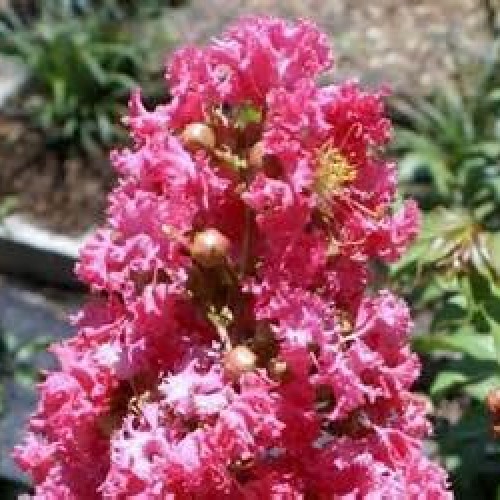 Large William Toovey Tree Crape Myrtle, Matures 16ft+, Dark Pink F...