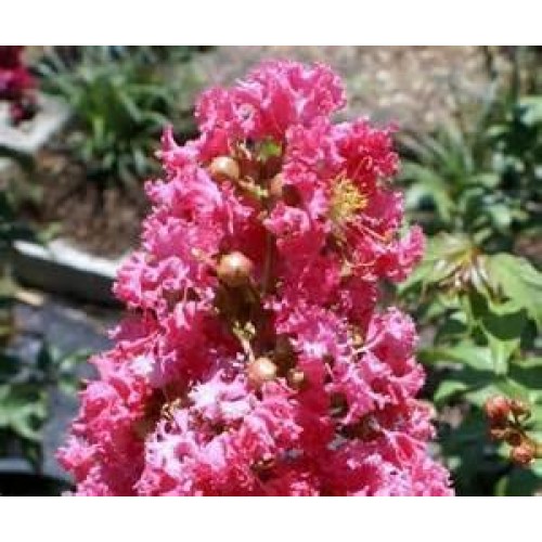 Large William Toovey Tree Crape Myrtle, Matures 16ft+, Dark Pink F...
