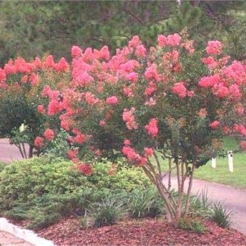 Large William Toovey Tree Crape Myrtle, Matures 16ft+, Dark Pink F...