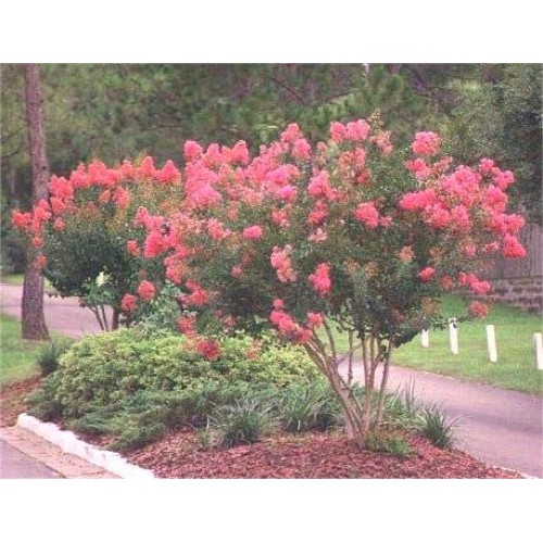 Large William Toovey Tree Crape Myrtle, Matures 16ft+, Dark Pink F...