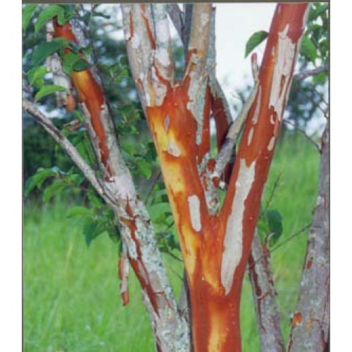 Large William Toovey Tree Crape Myrtle, Matures 16ft+, Dark Pink F...