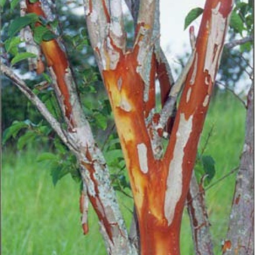 Large William Toovey Tree Crape Myrtle, Matures 16ft+, Dark Pink F...