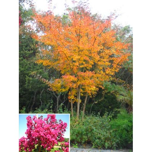 Large William Toovey Tree Crape Myrtle, Matures 16ft+, Dark Pink F...
