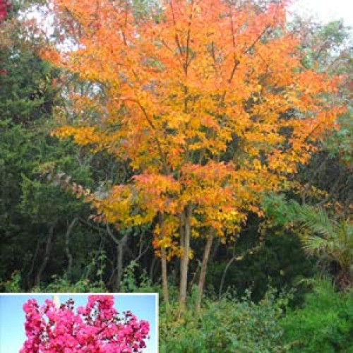 Large William Toovey Tree Crape Myrtle, Matures 16ft+, Dark Pink F...