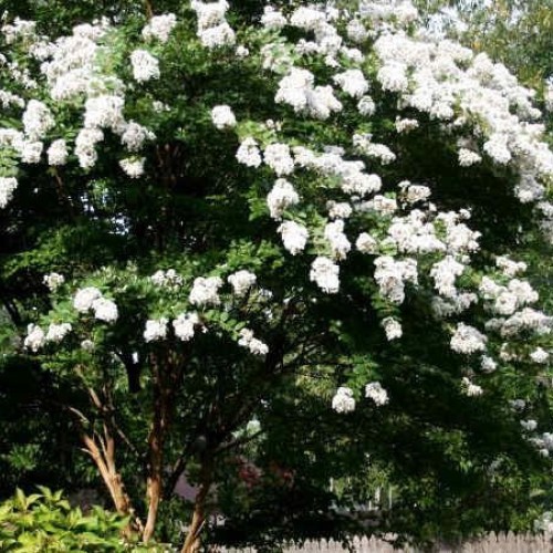 Medium Crape Myrtle Assortment, Pack of 5, Watermelon Red, Cherry ...