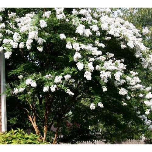 Medium Crape Myrtle Assortment, Pack of 5, Watermelon Red, Cherry ...