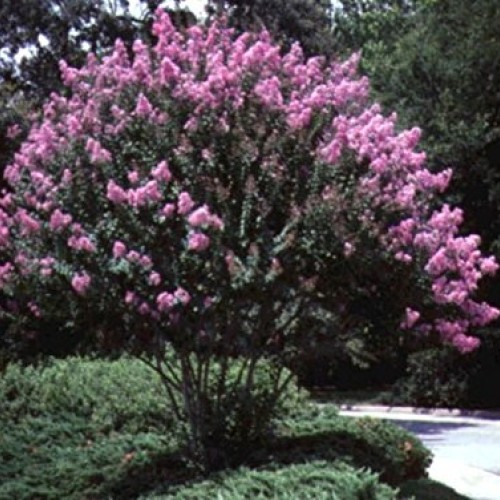 Medium Crape Myrtle Assortment, Pack of 5, Watermelon Red, Cherry ...