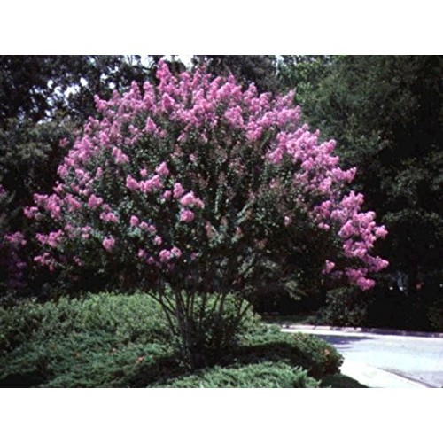 Medium Crape Myrtle Assortment, Pack of 5, Watermelon Red, Cherry ...