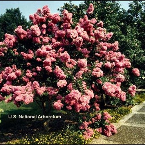 Medium Crape Myrtle Assortment, Pack of 5, Watermelon Red, Cherry ...