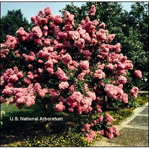 Medium Crape Myrtle Assortment, Pack of 5, Watermelon Red, Cherry ...