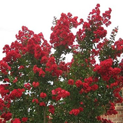 Medium Crape Myrtle Assortment, Pack of 5, Watermelon Red, Cherry ...