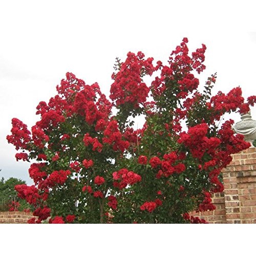Medium Crape Myrtle Assortment, Pack of 5, Watermelon Red, Cherry ...