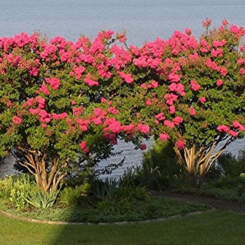 Medium Crape Myrtle Assortment, Pack of 5, Watermelon Red, Cherry ...