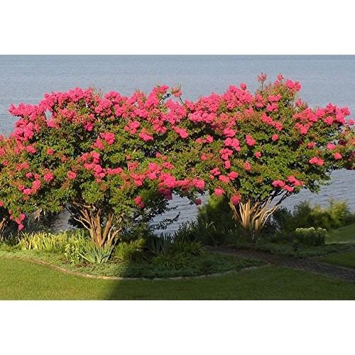 Medium Crape Myrtle Assortment, Pack of 5, Watermelon Red, Cherry ...