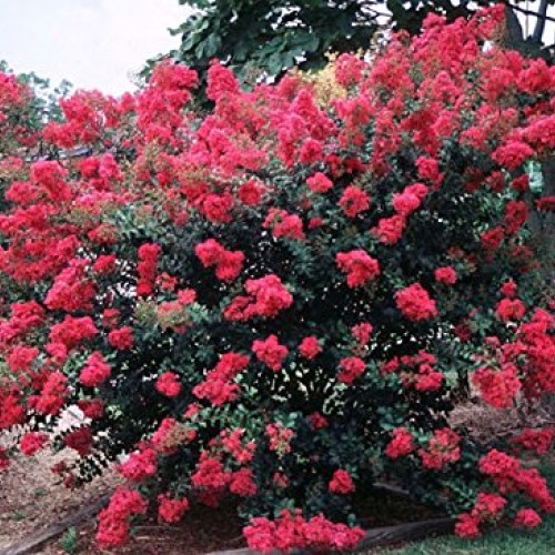 Tonto Dwarf Crape Myrtle, 1 Plant, Striking Dark Watermelon Red, M...