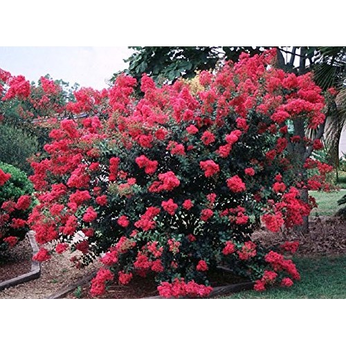 Tonto Dwarf Crape Myrtle, 1 Plant, Striking Dark Watermelon Red, M...