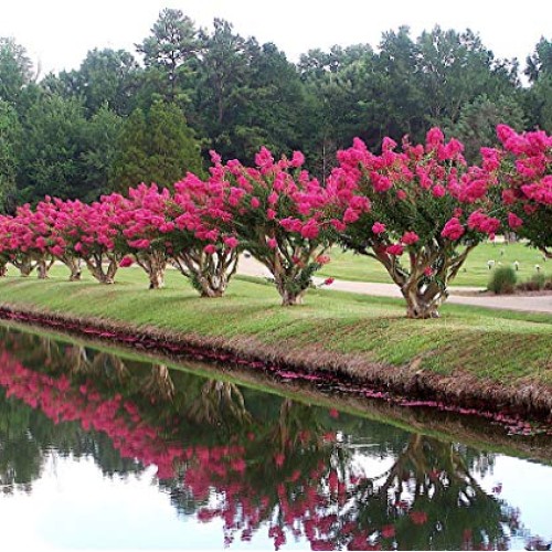 Tonto Dwarf Crape Myrtle, 1 Plant, Striking Dark Watermelon Red, M...