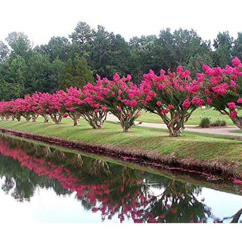 Tonto Dwarf Crape Myrtle, 1 Plant, Striking Dark Watermelon Red, M...