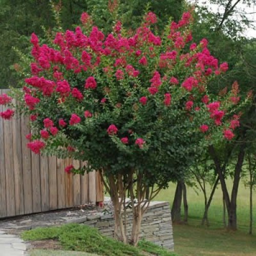 Tonto Dwarf Crape Myrtle, 1 Plant, Striking Dark Watermelon Red, M...