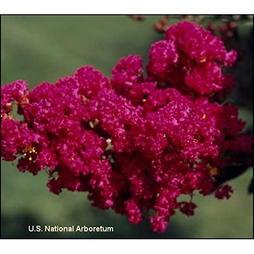 Tonto Dwarf Crape Myrtle, Striking Dark Watermelon Red, 1 Plant, M...