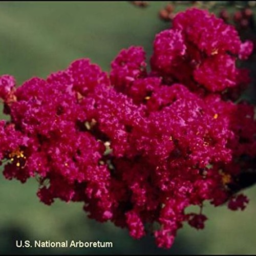 Tonto Dwarf Crape Myrtle, Striking Dark Watermelon Red, Matures 8...