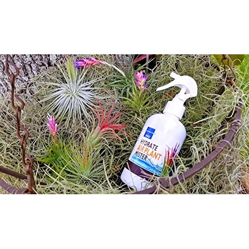 The Drunken Gnome Tillandsia Air Plant Food and Fertilizer for Enh...