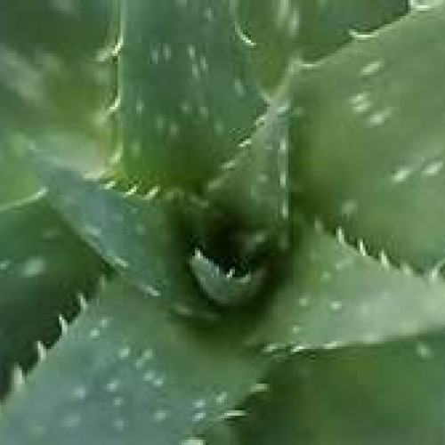 Aloe Vera Succulent Starter Plant
