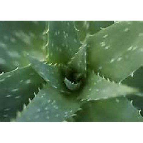 Aloe Vera Succulent Starter Plant