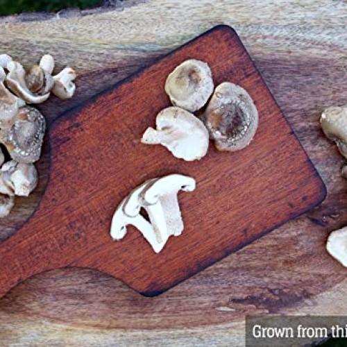 Mushroom Liquid Culture - Shiitake 3782 Lentinula edodes