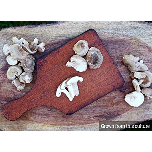 Mushroom Liquid Culture - Shiitake 3782 Lentinula edodes