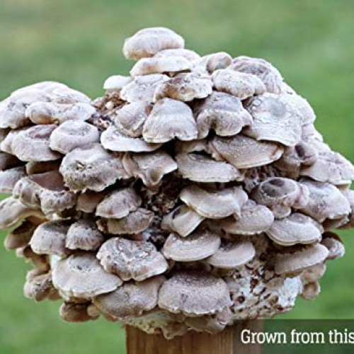 Mushroom Liquid Culture - Shiitake 3782 Lentinula edodes