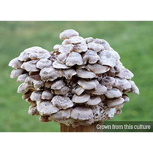 Mushroom Liquid Culture - Shiitake 3782 Lentinula edodes